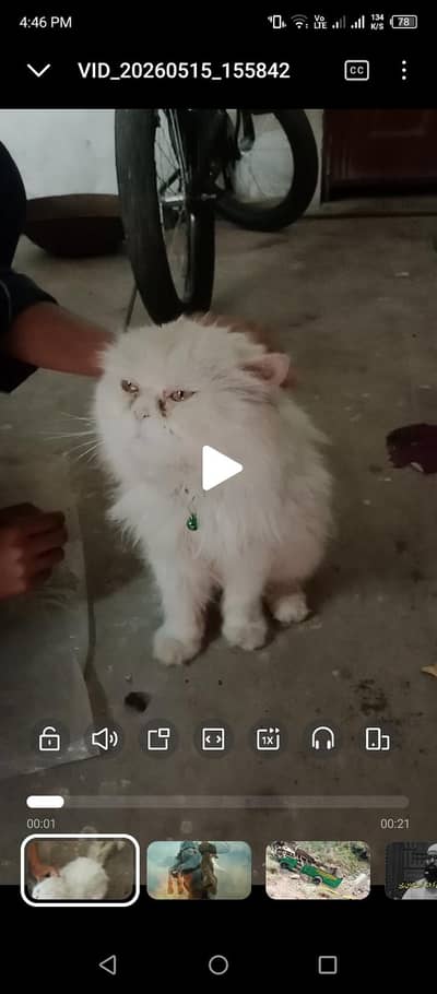 Male Persian triple coated