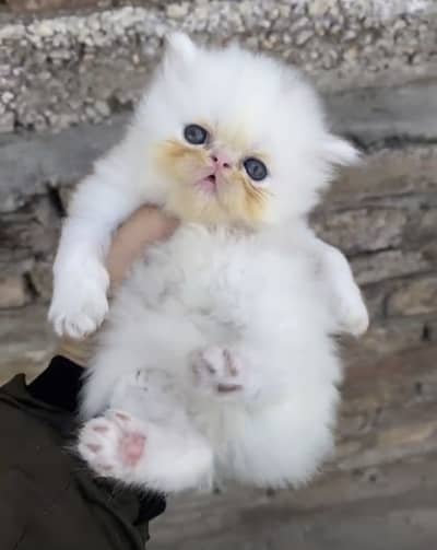 Triple coated Persian piky Kitten
