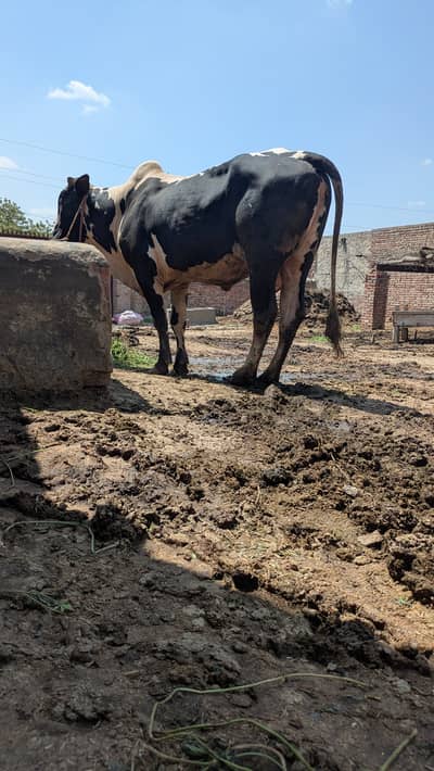 Qurbani bail