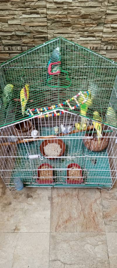 parrots and cage