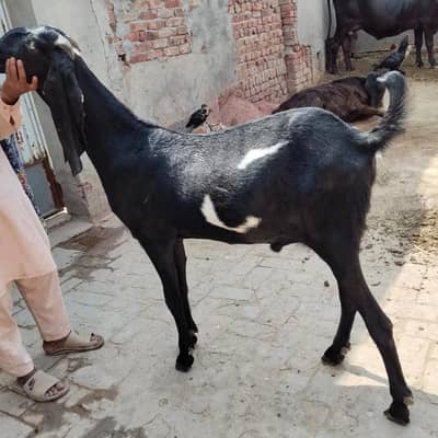 Britle big Goat sell  for Eid( Available)