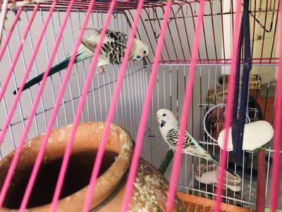 Australian parrots TCB