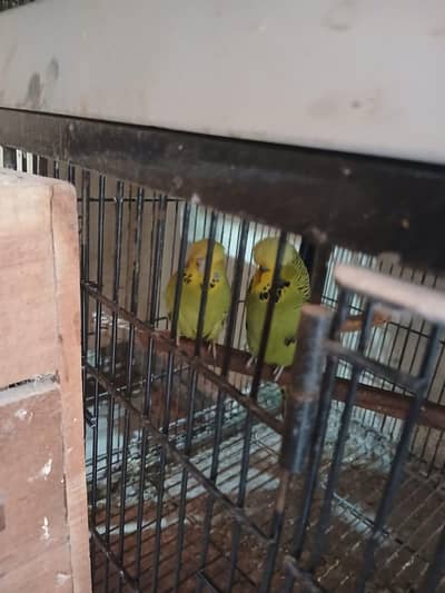 Exhibition Budgies, Budgies and Chicks for Sale
