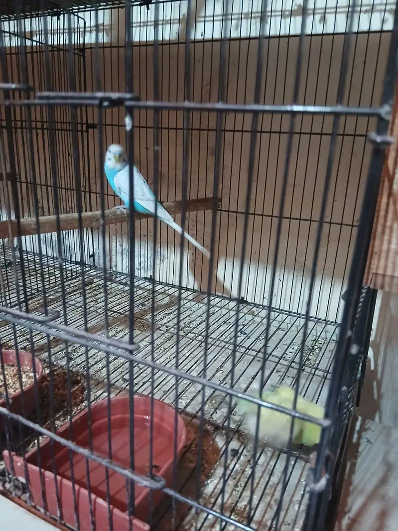 Exhibition Budgies, Budgies and Chicks for Sale