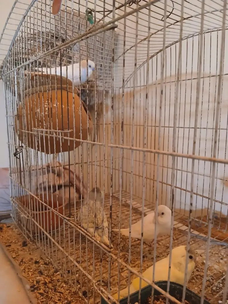 Exhibition Budgies, Budgies and Chicks for Sale — photo 2
