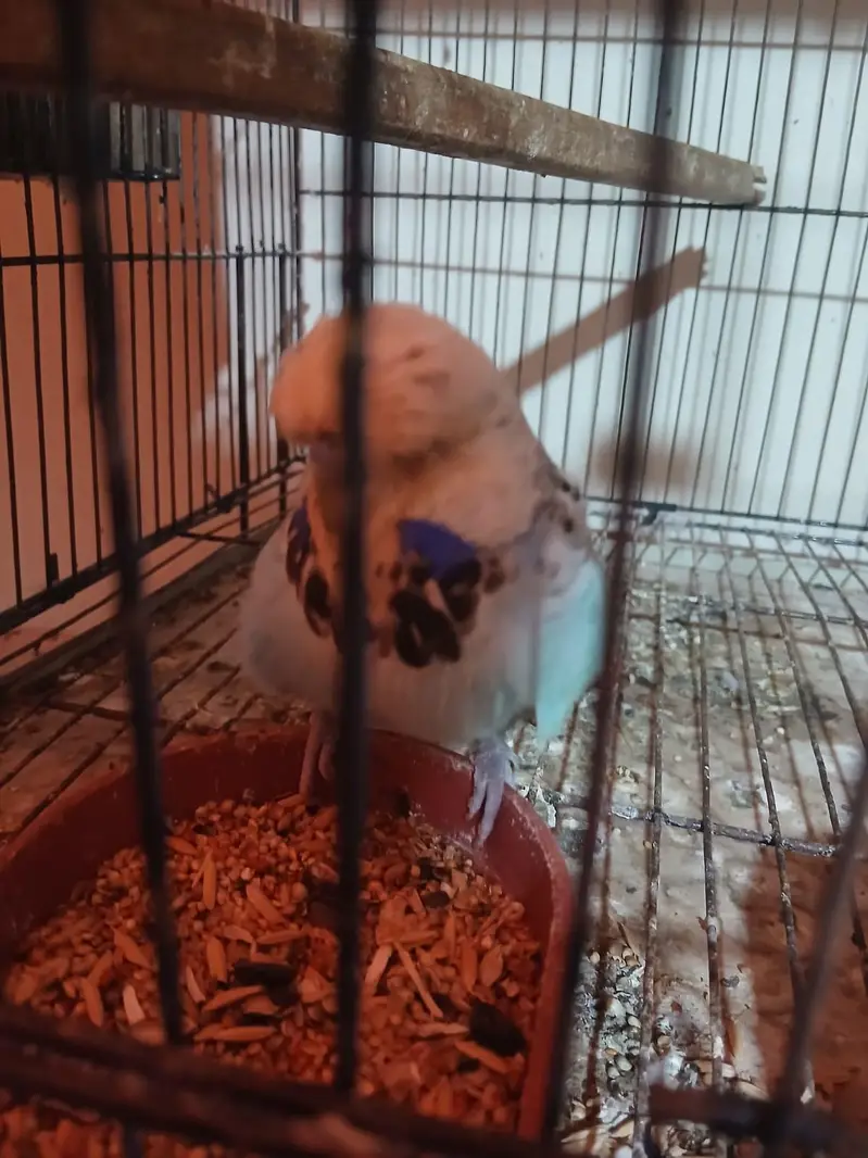Exhibition Budgies, Budgies and Chicks for Sale — photo 3