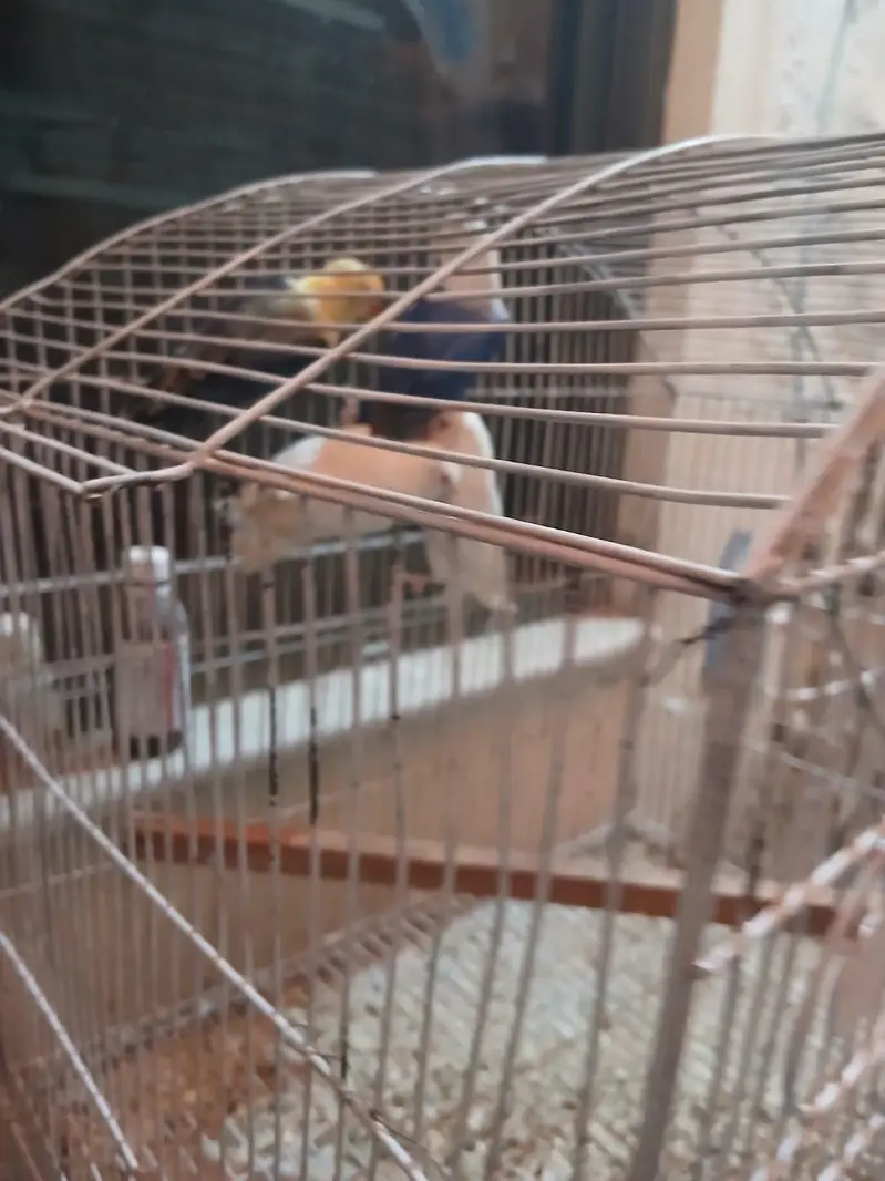Exhibition Budgies, Budgies and Chicks for Sale — photo 4