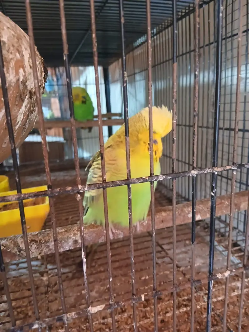Exhibition Budgies, Budgies and Chicks for Sale — photo 5