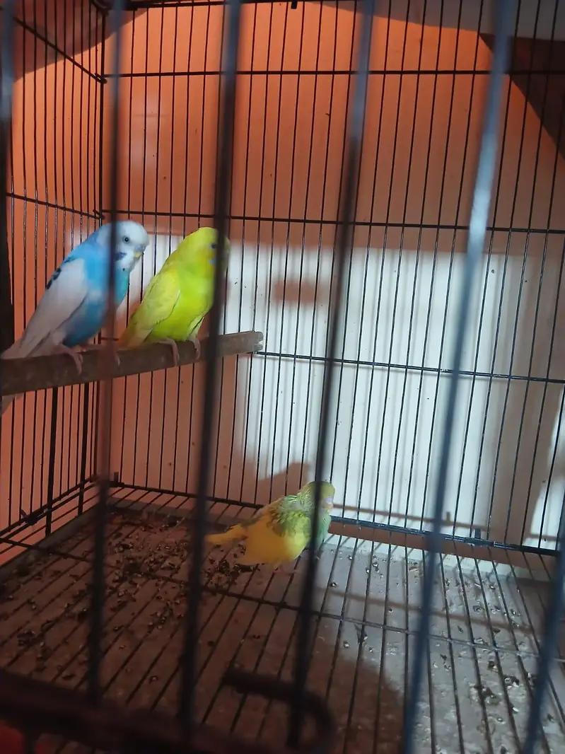 Exhibition Budgies, Budgies and Chicks for Sale — photo 6