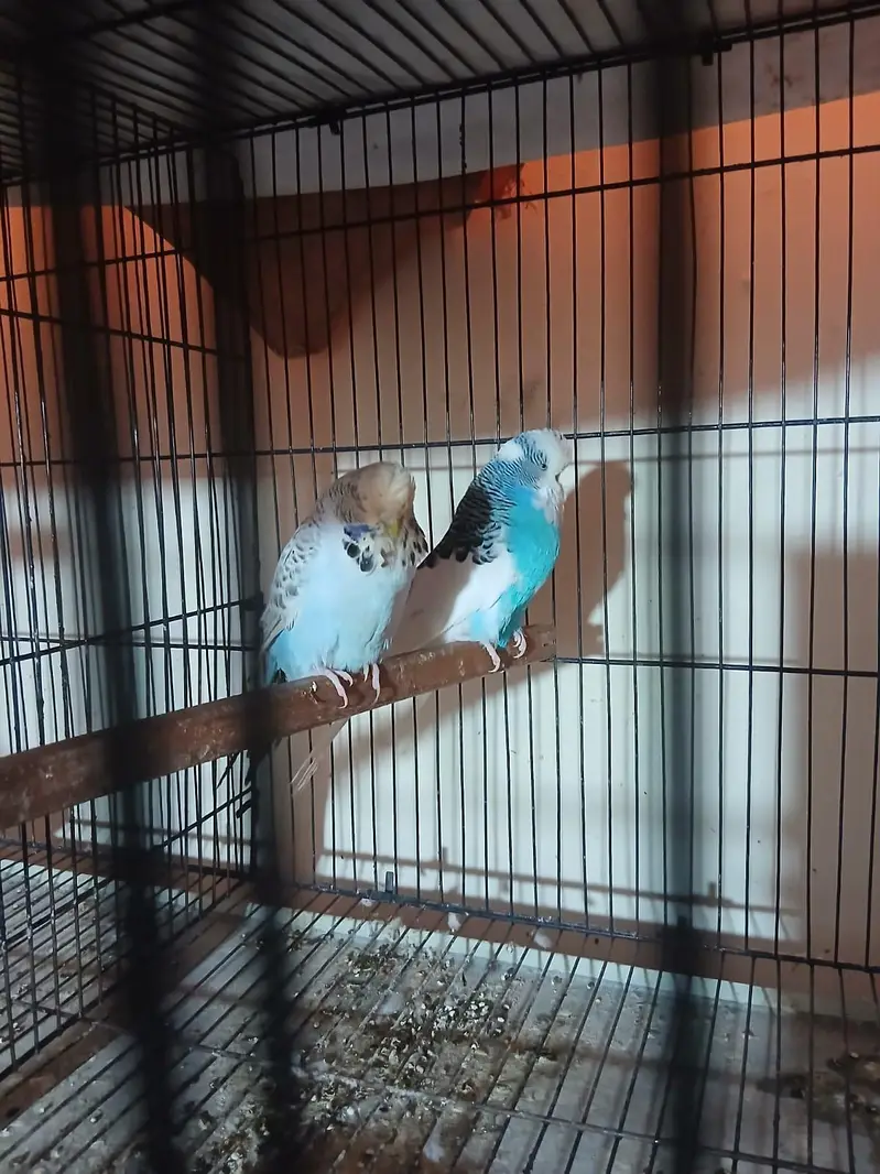 Exhibition Budgies, Budgies and Chicks for Sale — photo 7