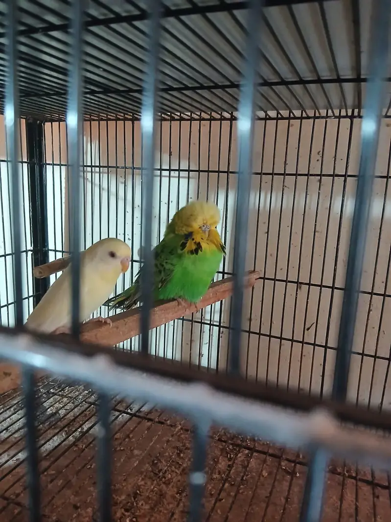 Exhibition Budgies, Budgies and Chicks for Sale — photo 8
