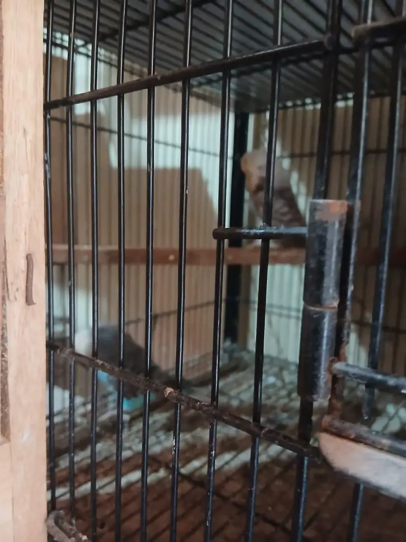 Exhibition Budgies, Budgies and Chicks for Sale — photo 9