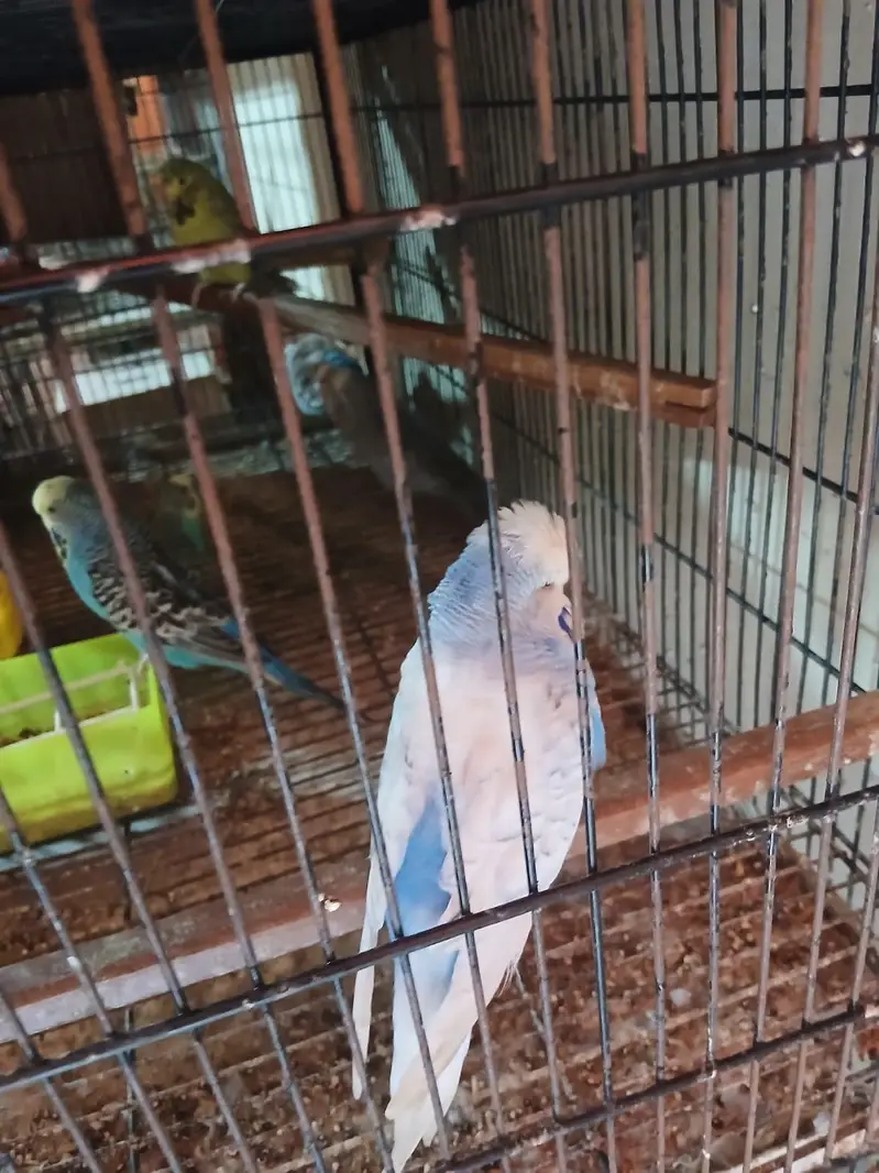 Exhibition Budgies, Budgies and Chicks for Sale — photo 10