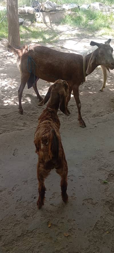 Desi bakri with 2 buchey ( male+female )