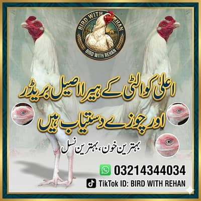 Heera aseel paper white / breed white male chicks murgi murga high qua