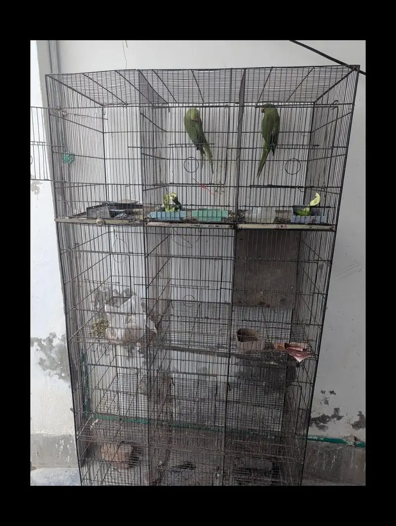IRON cage For birds