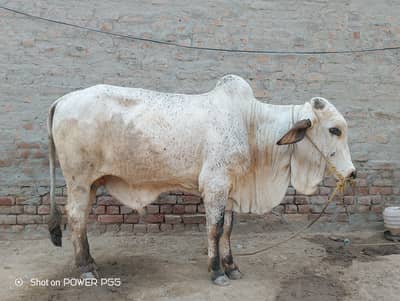Qurbani Janwar for sale