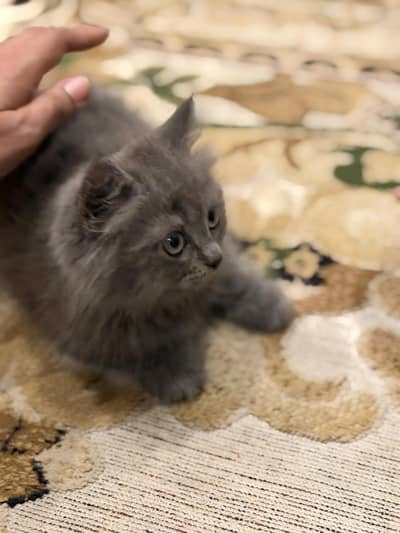 Persian Cat