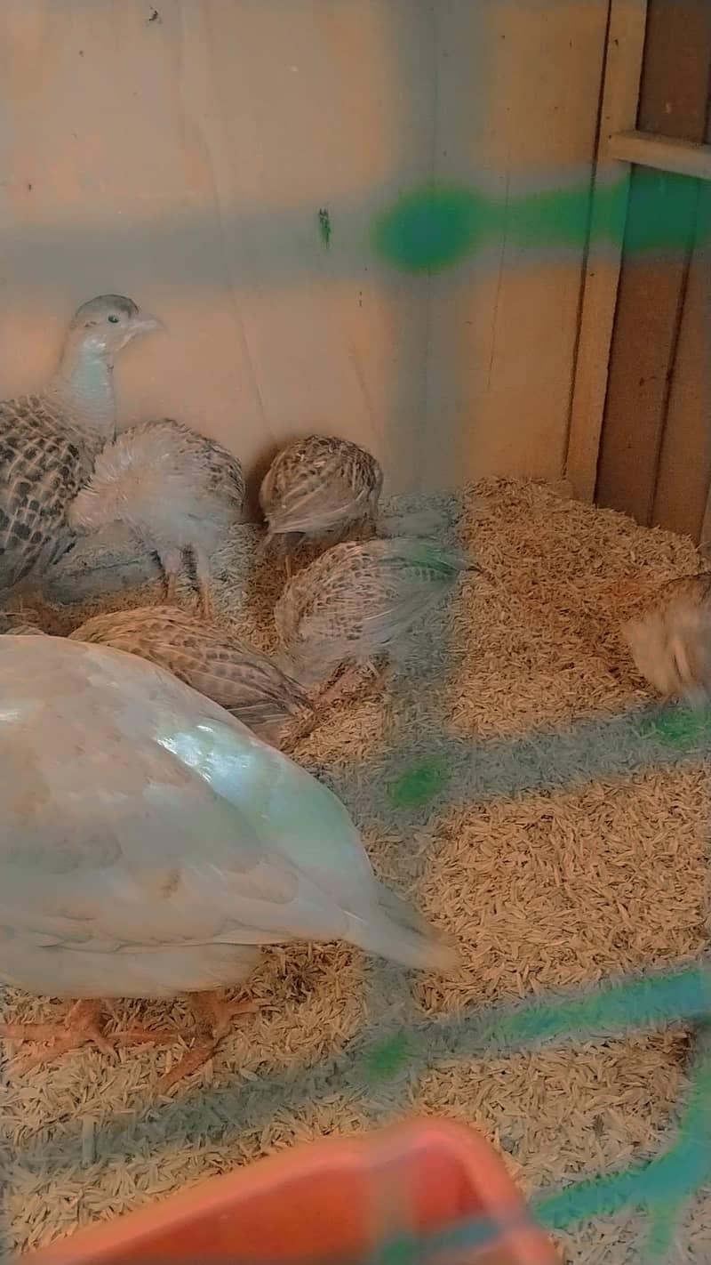 IRANI TEETER CHICKS 2