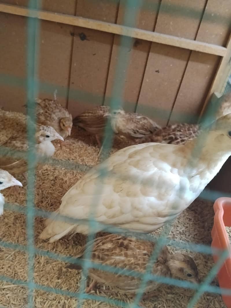 IRANI TEETER CHICKS 4