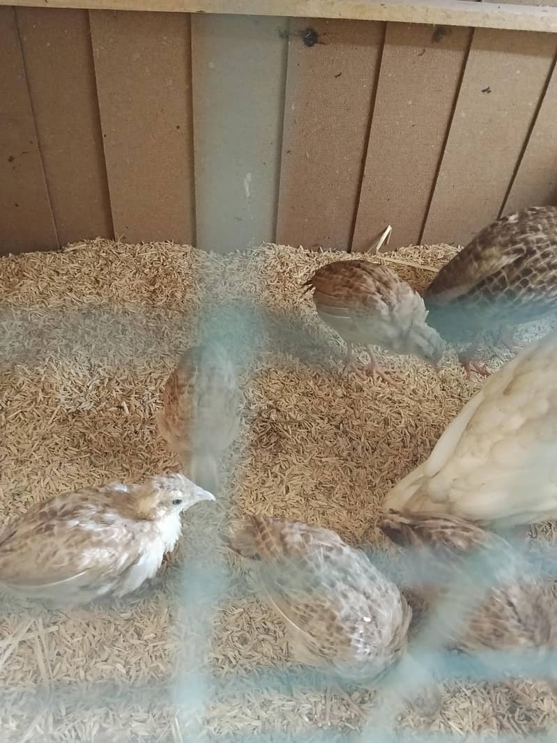 IRANI TEETER CHICKS 5