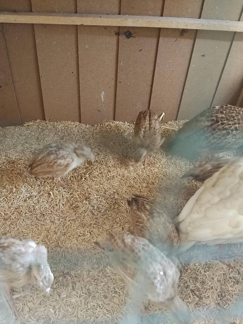 IRANI TEETER CHICKS 6