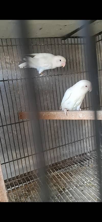 Love birds pair for sale