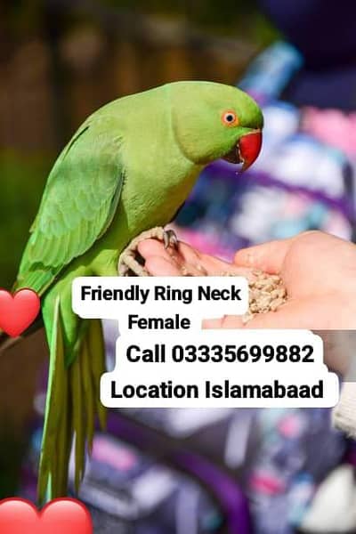 Hand Tamed Friendly Green Ring Neck Breeder Female Parrot Jumbo Size