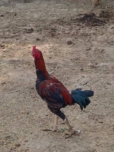 Aseel hen pair(murga murgi)