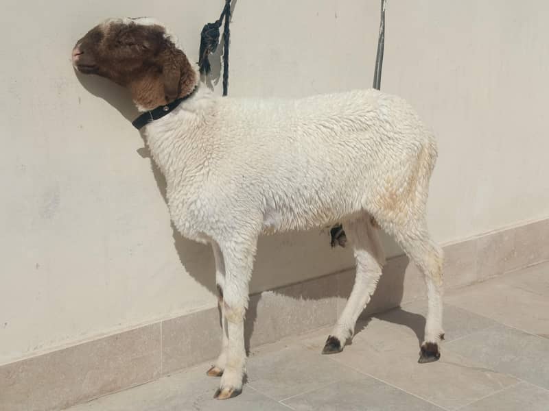 sheep 0