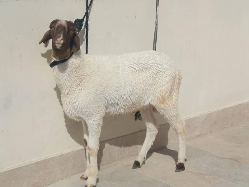 sheep 1