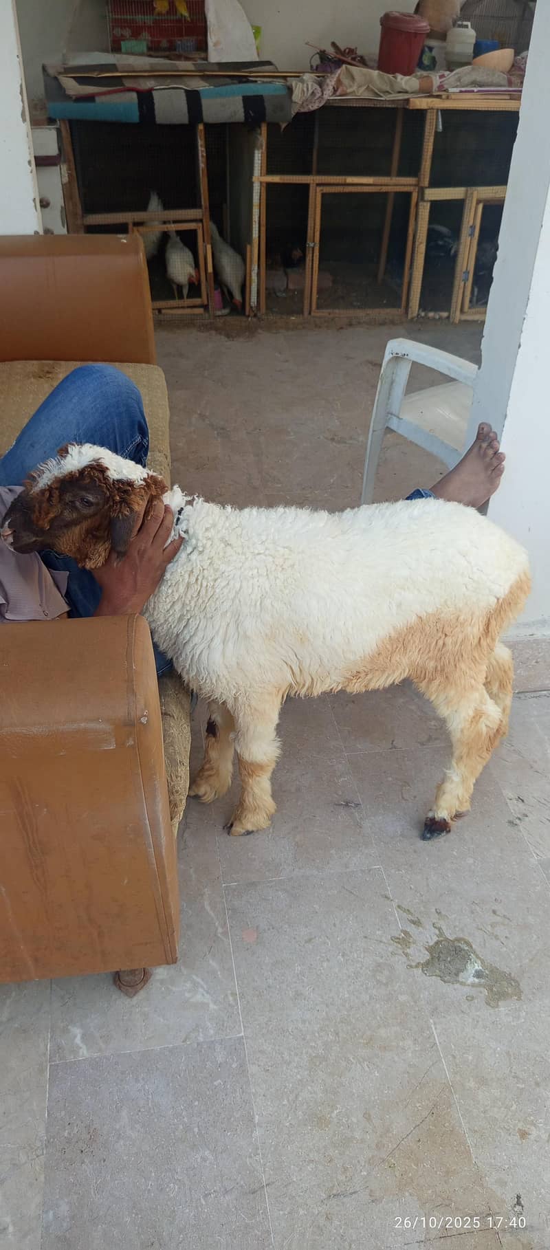 sheep 2