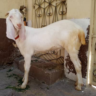 Gulabi Bakra