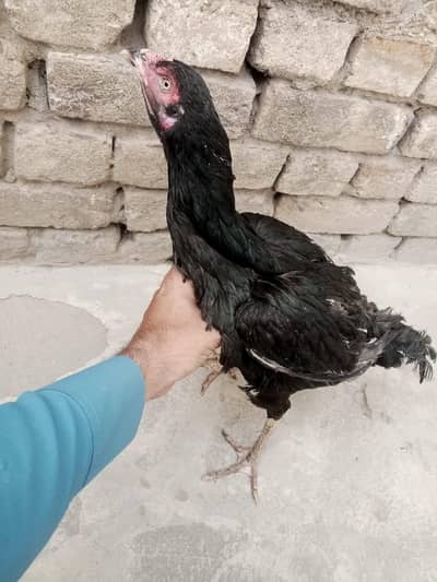 Aseel pair for sale