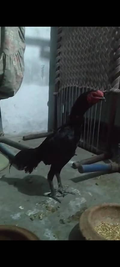Murgha For Sale