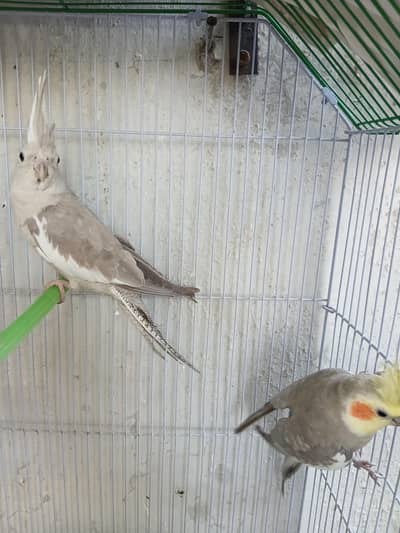 Healthy Active breeder Cocktail pair Available for sale