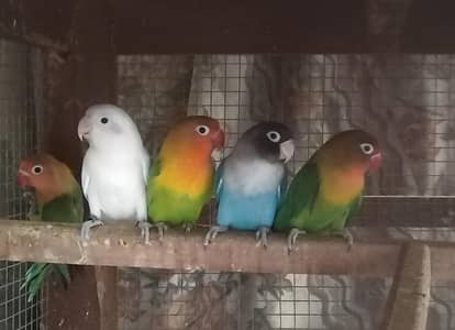 lovebirds for sell 2 breeder pair 1 chick