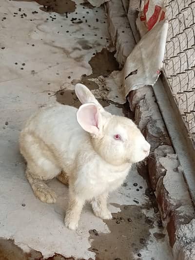 Newzeland rabbits pair red eye