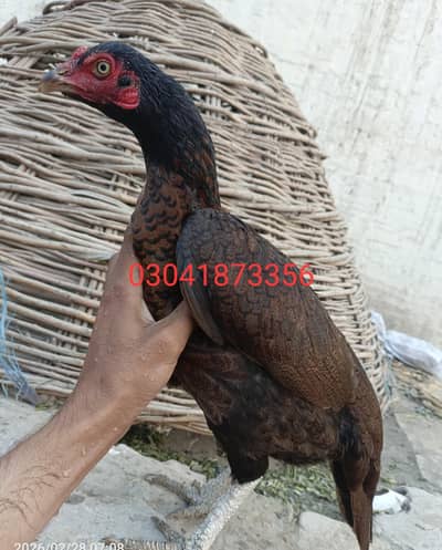 aseel female murgi
