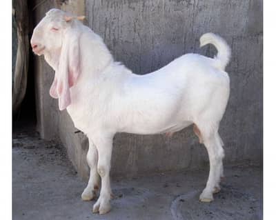 Rajanpuri Goats|Desi Bakry| White bakry |Qurbani 2026 | Makhi cheena |