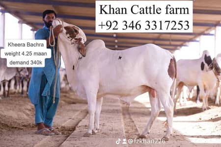 bull | bachra | desi bachrey | qurbani janwar | qurbani 2026 | ablak