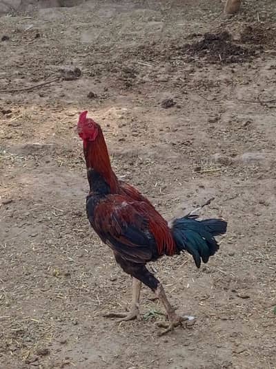 Rao Dara
