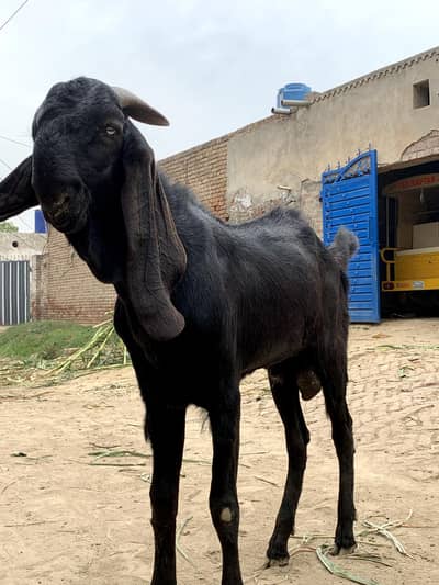 Black Male Goat For Sale