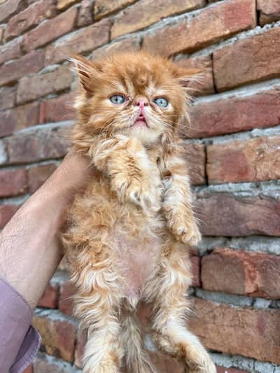 pure persian piki kitten