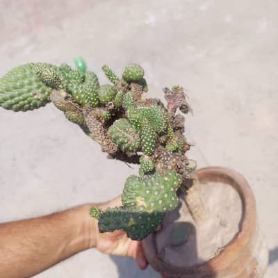Cactus | Decorated Plant | Out/Indoor plant |