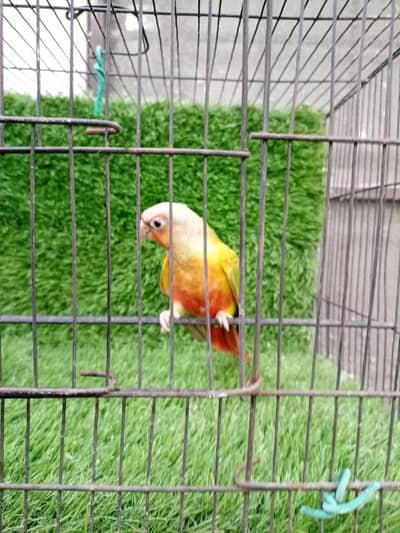 pineapple conure and Love bird