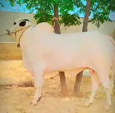 All Type Qurvani Cow Bull ,Camel are avavailable whatsapp