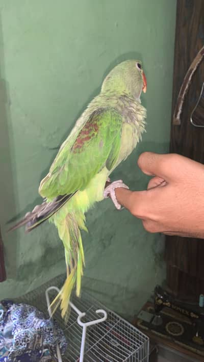 raw parrot baby for sale