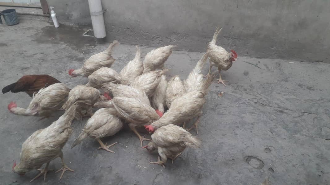 layer chicks 0