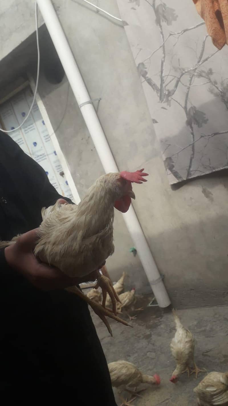 layer chicks 1